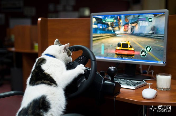 cat_racing